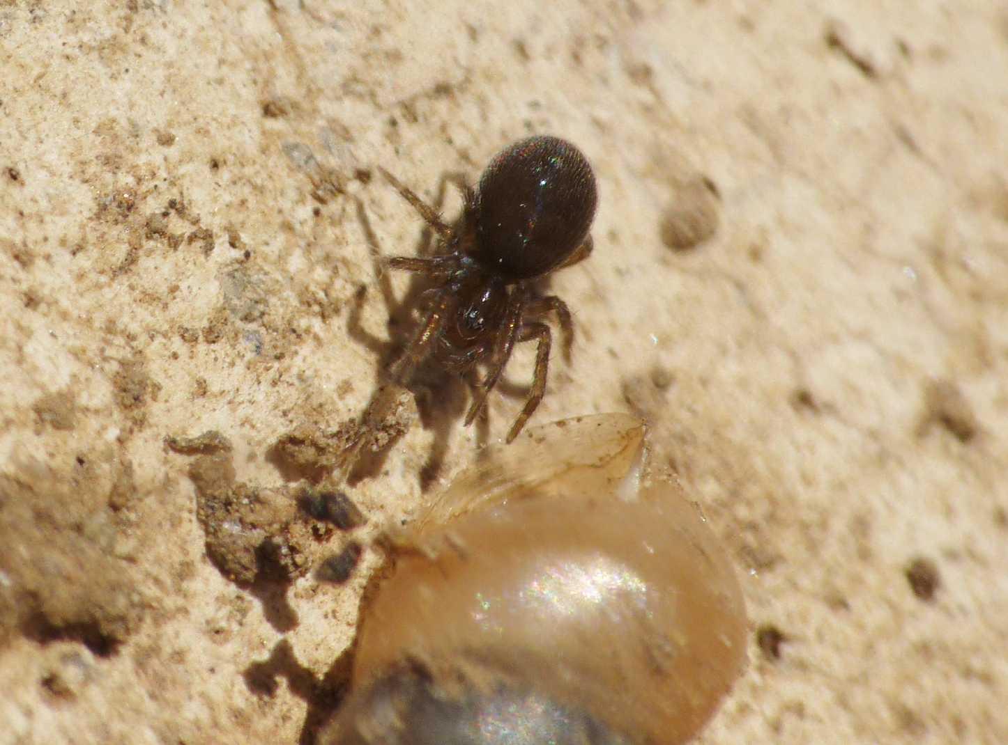 Amaurobius sp.